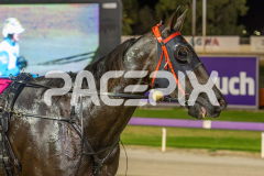 Penny-Black_06-03-2026_WIN_Gloucester-Park_5__01