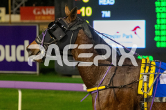 Poppyonthebeach_26-06-2026_WIN_Gloucester-Park_5__10