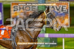 2026_PACEPIX_GP08092026_RACE5_PrincessDiamond_WIN_WEB-14