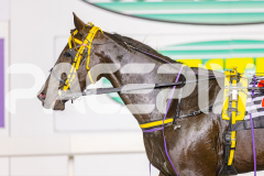 2025_PACEPIX_GP16052025_Race5_RubyLovera_WIN_WEB-39