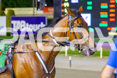 2026_PACEPIX_GP31032026_RACE5_SugaDaddy_WIN_WEB-12