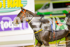 2025_PACEPIX_GP29042025_Race5_SundancerRainbow_WIN_WEB-15