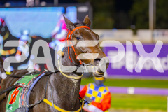2025_PACEPIX_GP29042025_Race5_SundancerRainbow_WIN_WEB-19