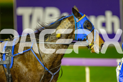 2026_PACEPIX_GP03072026_Race5_YoureSoFine_WIN_WEB-10