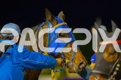 2026_PACEPIX_GP03072026_Race5_YoureSoFine_WIN_WEB-15