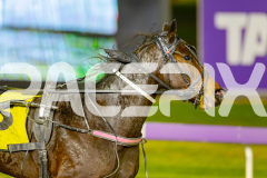 2025_PACEPIX_GP10062025_RACE6_AirMarshal_WIN_WEB-13
