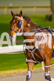 2025_PACEPIX_GP11072025_Race6_Dawson_WIN_WEB-27