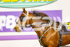 2025_PACEPIX_GP11072025_Race6_Dawson_WIN_WEB-29