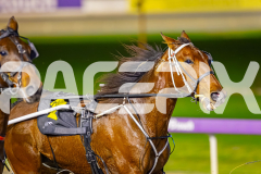 2025_PACEPIX_GP11072025_Race6_Dawson_WIN_WEB-4