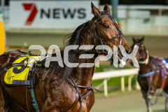 Galvinston-John_16-06-2026_WIN_Gloucester-Park_6__08