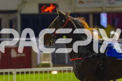 2026_PACEPIX_GP05062026_RACE6_GullyGum_WIN_WEB-25
