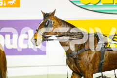 2025_PACEPIX_GP04072025_Race6_HeavenlyGipsy_WIN_WEB-16