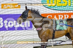 2026_PACEPIX_GP30102026_RACE6_HeresHerbie_WIN_WEB-22