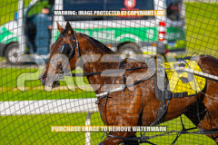2026_PACEPIX_GP27072026_Race6_HesTheBoss_WIN_WEB-19