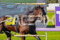 2026_PACEPIX_GP27072026_Race6_HesTheBoss_WIN_WEB-3