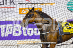 2026_PACEPIX_GP25082026_RACE6_HezTheBoss_WIN_WEB-29