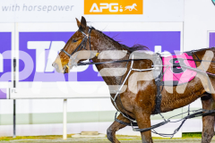 2026_PACEPIX_GP30062026_Race6_HillviewBondi_WIN_WEB-7