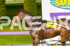 2025_PACEPIX_GP02092025_RACE6_HillviewBondi_WIN_WEB-15
