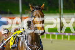 2025_PACEPIX_GP02092025_RACE6_HillviewBondi_WIN_WEB-17