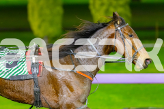 2026_PACEPIX_GP17072026_RACE6_HotlyPursured_WIN_WEB-10