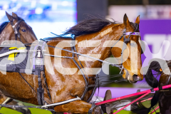 2024_PACEPIX_GP23012024_Race1_TheWildcard_WEB-7