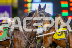 2025_PACEPIX_GP13062025_RACE6_JoeyJames_WIN_WEB-9