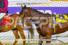 2026_Pacepix_GP18082026_Race6_Jordano_WIN_WEB-31