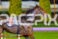 2026_PACEPIX_GP19052026_RACE6_Katama_WIN_WEB-4