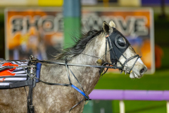 2026_PACEPIX_GP14072026_RACE6_MadamTiger_WIN_WEB-10