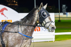 2026_PACEPIX_GP14072026_RACE6_MadamTiger_WIN_WEB-15
