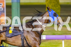 2025_PACEPIX_GP29112025_Race6_Maungatahi_WIN_WEB-3