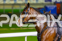 2026_PACEPIX_GP22052026_RACE6_MissLeopatra_WIN_WEB-21