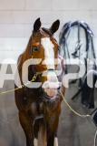 2026_PACEPIX_GP22052026_RACE6_MissLeopatra_WIN_WEB-31