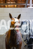 2026_PACEPIX_GP22052026_RACE6_MissLeopatra_WIN_WEB-32