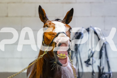 2026_PACEPIX_GP22052026_RACE6_MissLeopatra_WIN_WEB-33