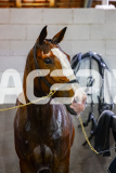 2026_PACEPIX_GP22052026_RACE6_MissLeopatra_WIN_WEB-34