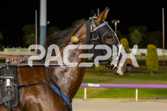 Our-Seraphina_13-12-2025_WIN_Glouester-Park_6__01