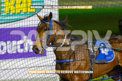 2026_PACEPIX_GP28082026_Race6_OurTrinkle_WIN_WEB-23