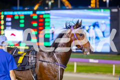 2025_PACEPIX_GP13052025_Race6_PetesHonour_WIN_WEB-17