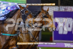 2026_PACEPIX_GP04092026_Race6_SeasideSerenade_WIN_WEB-7