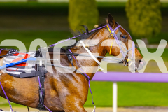2025_PACEPIX_GP28102025_Race6_ShesMyLittleGem_WIN_WEB-19