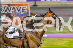2025_PACEPIX_GP25112025_Race6_SonicSeelster_WIN_WEB-10