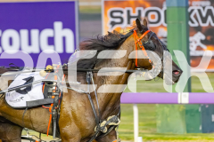 2025_PACEPIX_GP25112025_Race6_SonicSeelster_WIN_WEB-9
