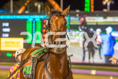 RACE 6 - Spyglass