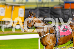 2025_PACEPIX_GP23052025_Race6_SugarDelight_WIN_WEB-19