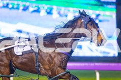 2025_PACEPIX_GP19082025_RACE6_TartanRobyn_WIN_WEB-2