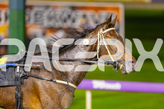 2025_PACEPIX_GP08072025_Race5_ValhallaMiss_WIN_WEB-9