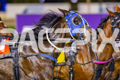 2025_PACEPIX_GP05092025_RACE6_WishingBelle_WIN_WEB-6