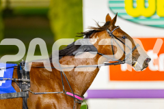 2026_PACEPIX_GP24042026_Race7_Aardiebytheseaside_WIN_WEB-18