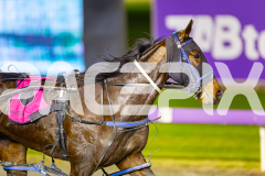 2025_PACEPIX_GP11072025_Race7_CopyCatQueen_WIN_WEB-13